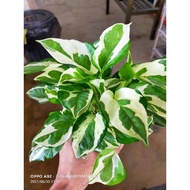 pokok pothos Njoy plants
