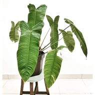 Pokok Philodendron Sharoniae aroid real plants