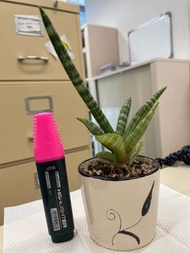 棒葉虎尾蘭盆栽