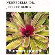 BROMELIAD RARE DR JEFFREY BLOCK