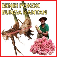 Benih Kantan Pokok Anak Bunga Laksa Asam Pedas Flower Seed Merah Pink Kampung Plant
