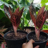 New Aglonema Red Sumatra Remaja Best Seller