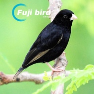 BURUNG INDIGO VILLAGE AFRIKA JANTAN