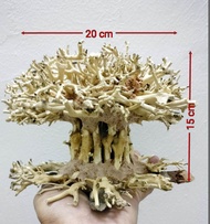 bonsai aquascape aquarium driffwood