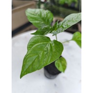 Ghost Pepper seedlings ( birds eye)