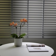 【蘭花盆栽】柏金虹紋蝴蝶蘭盆栽 開幕送禮 升遷送禮 過年送禮