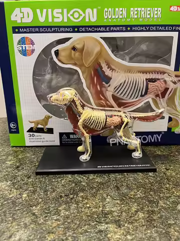 4D MASTER Dog Model Golden Ret Assembled Canine Building Anatomical Model Animal Skeleton Educationa
