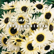[50pcs] Biji Benih Bunga Matahari Sunflower Seeds Italian White  向日葵花种子 [Iris Gardening]