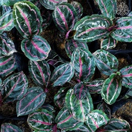 LOVE GARDEN - Pink Jessie |  Calathea Jessie Princess