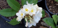 ต้นลีลาวดีแคระ ดอกสีขาวไส้เหลือง ดอกหอม สีสันเข้มทุกดอก จัดส่งพร้อมกระถาง 10 นิ้ว ลำต้นสูง 30-40 ซม