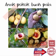 (GG REAL PLANT) anak pokok buah pala ^ nutmeg plant buah-buahan sihat cepat berbuah top quality bagu