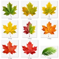 Leaf Shape Heat Ironing Image 8