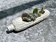 食肉計畫-玉米 多肉植物盆栽