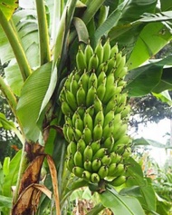 bibit pisang uli bonggol pisang uli siap tanam