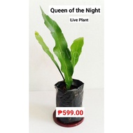 Queen of the Night (Live Plant)