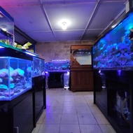 jual aquarium segala ukuran dan ikan hias laut beragam jenis