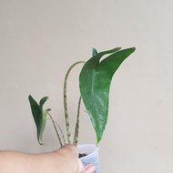 alocasia zebrina import tanaman