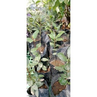 Laurel plants (for cooking)