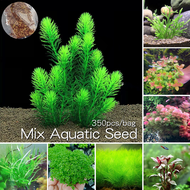 *เก็บปลายทาง*‼️พร้อมส่ง 350 เมล็ด/ซอง Mixed Variety Aquatic Seeds for Planting Natural Aquarium Plant Seeds for Fish Tank เมล็ดพันธุ์ ปลูกได้ทั้งปี บอนสีหายาก เมล็ดบอนสี ไม้ประดับ ไม้ประดับมงคล บอนสีราคาถูกๆ ของแต่งบ้าน ปลาสวยงาม บอนสี Hydroponics Plants