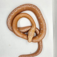 Retic Golden child albino