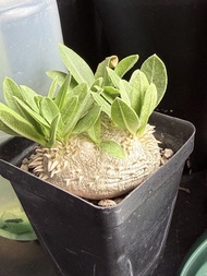 惠比須笑直徑約5.5 cm