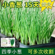 Small Scallion Seeds Vegetable Seeds Chives Scallion Seeds Scallion Seeds Four Seasons Sowing Vegeta