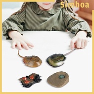 [SIMHOA] Chinese Growth Cycle Set Animal Growth Cycle Simulation Learning Montessori Toys Educational for Toddlers Kids