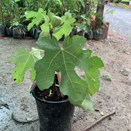 Cây sung mỹ Ficus Carica Linn - giống sưu tầm cho trái thơm ngọt - Thegioiraumam