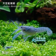 【AC草影】天空藍魔蝦【一隻】FBB01081 