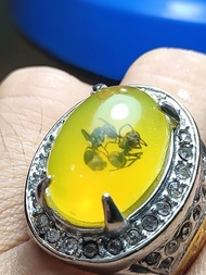 Cincin getah katilayu semut hitam dim 18x13 mm cincin pria terunik dan Terlaris