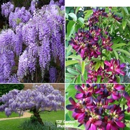 Pokok Bunga Wisteria sinensis chinese japan Callerya Reticulata Evergreen Menjalar hardy vine memanj