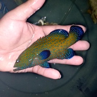 ikan hias laut kerapu blue sport
