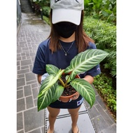 Caladium Lindenii [REAL PLANT] #supportlocal