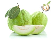 [Hot Selling] SPECIAL GUAVA LOHAN JUMBO/ Live Plant/ Anak Pokok Jambu Batu LOHANTerus Dari Ladang