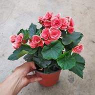 Double Petal Begonia Potted Plant with Continuous Blooming All Seasons Indoor Balcony Easy-to-Grow F