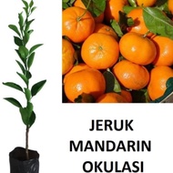 Bibit Jeruk Mandarin Tanaman Jeruk Mandarin Pohon Jeruk
