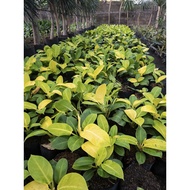 Philodendron Moonlight Live Plants