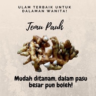 [Rizom Temu Pauh - Ulam yang sedap dan terbaik untuk dalaman wanita.] -Rizom Temu Pauh-