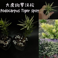 大虎斑罗汉松 Podocarpus Tiger spot (盆栽/bonsai plant/live plant/outdoor plant）