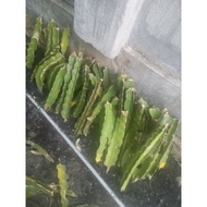 2 white-fleshed dragon fruit trees with soil gourd roots