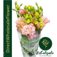 EUSTOMA LISIANTHUS (ROSE TISSUE)
