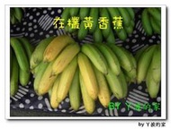 *ㄚ波的家*香Q甜的山蕉(香蕉)~一斤25元~