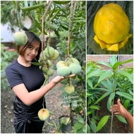 Bibit Mangga Kelapa super jumbo