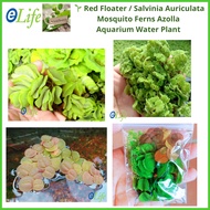 Red Floater / Salvinia / Fairy Moss Mosquito Ferns Azolla / Duckweed (Aquatic / Water Plant / Tumbuh