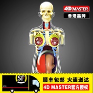 4 d Master transparent bust pregnant women visceral organs dissection assembled model hospital teach