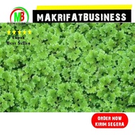 MAKRIFAT DIGITAL Paket 500 Gram Rumput AZOLLA Tanaman Penjernih Kolam PLUS 30% Pakan Ikan Protein Ti