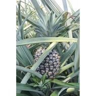 [Combo 10] cay DỨA MẬT MD2 (KHÔNG GAI ) K PHẢI GỌT MẮT NHIỀU MẬT QUẢ LỚN