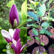 LL bibit kembang gading/kantil ungu
