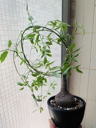 垂直葡萄甕 Cyphostemma_laza
