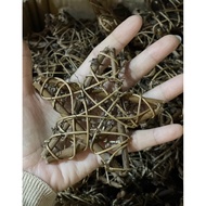 STAR ROOT 10cm STAR - star flower star decoration